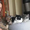 becaseosgatos