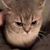 .nilamcahayaa