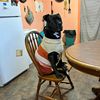 bennytheboxador