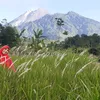 fitricholiz99