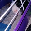 guineapig2337