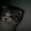 kepoo_lu_cok