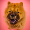 Chuchay the Chow Chow