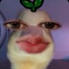 greysyill4