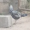 itsmurshaad42