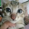 cik.bunga2111