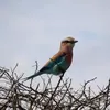 erikvangool
