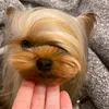 banana_maltine