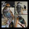 kenai.the.starling