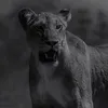 kara.adnan5