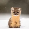 pinemarten0