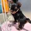 Yorkie puppies for sale