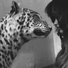 hiba_hulf