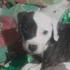 dlcdeugc