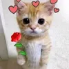 ng_dat113