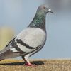 curious_pigeon_