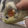 birb034