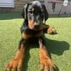 AnubisTheDobe