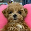 marsik_maltipoo