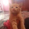 dede_salwa456