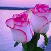narminbrahim