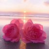 rose77840