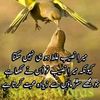 naeem73552