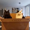 avocadotoastcats
