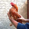 faisalaseelsfarms0