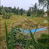 rontokpadi2