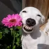 tamdepzaine
