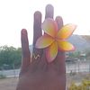 ninivee7687