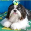 asprincesasdowifiof12
