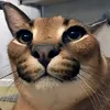 artem_42catnap