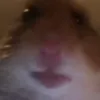 hamstermonk69iscool