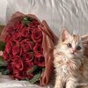 habibaomar975