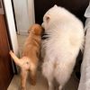 samoyedo004