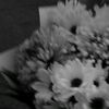 andin_1489