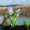 zinlinwa