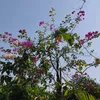 nguyenngocduan793