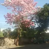 alijangao