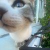 wollf1s