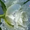 syifa_alhasani