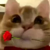 tongtai23t1m8