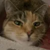 annabelvertogenn