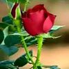 user95427767612246