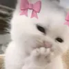 ehhehehehhehehheh