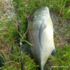 trevally.hunter15267