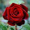 lin_boateng