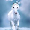 princewaqar2097
